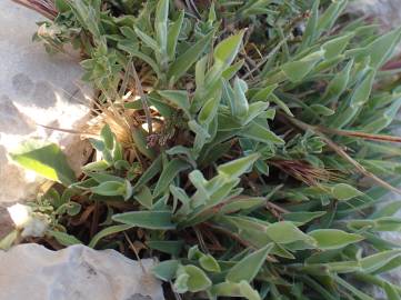 Fotografia da espécie Dactylis glomerata subesp. hispanica