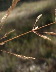 Deschampsia media