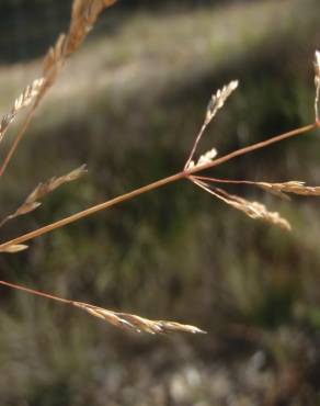 Fotografia 1 da espécie Deschampsia media no Jardim Botânico UTAD