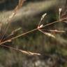 Fotografia 1 da espécie Deschampsia media do Jardim Botânico UTAD