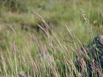 Fotografia da espécie Dichanthium ischaemum