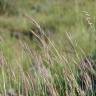 Fotografia 1 da espécie Dichanthium ischaemum do Jardim Botânico UTAD