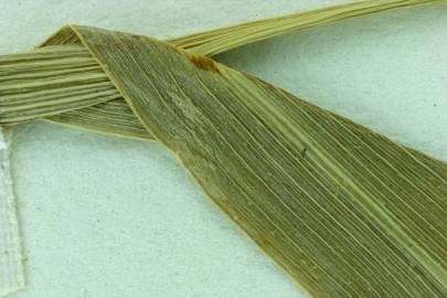 Fotografia da espécie Echinochloa crus-pavonis