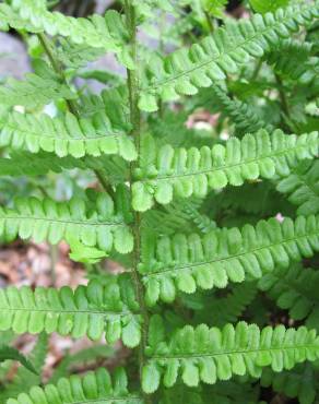 Fotografia 2 da espécie Dryopteris oreades no Jardim Botânico UTAD