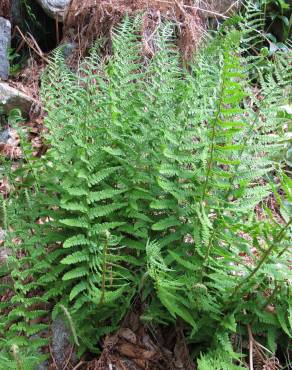 Fotografia 3 da espécie Dryopteris oreades no Jardim Botânico UTAD