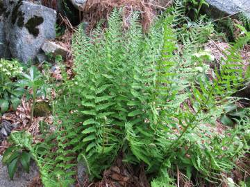 Fotografia da espécie Dryopteris oreades