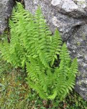 Fotografia da espécie Dryopteris oreades