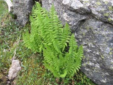 Fotografia da espécie Dryopteris oreades