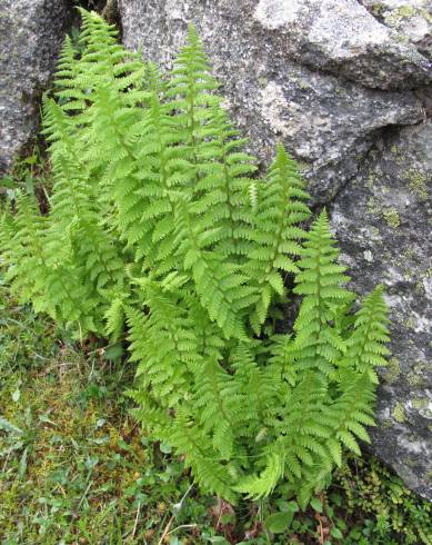 Fotografia de capa Dryopteris oreades - do Jardim Botânico