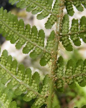 Fotografia 5 da espécie Dryopteris oreades no Jardim Botânico UTAD