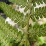 Fotografia 5 da espécie Dryopteris oreades do Jardim Botânico UTAD