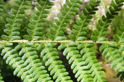 Fotografia da espécie Dryopteris oreades