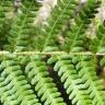 Fotografia 6 da espécie Dryopteris oreades do Jardim Botânico UTAD