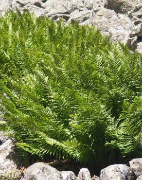 Fotografia 7 da espécie Dryopteris oreades no Jardim Botânico UTAD