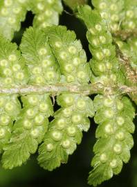 Fotografia da espécie Dryopteris oreades