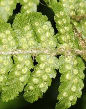 Fotografia 8 da espécie Dryopteris oreades no Jardim Botânico UTAD