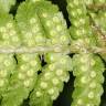 Fotografia 8 da espécie Dryopteris oreades do Jardim Botânico UTAD