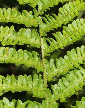 Fotografia 9 da espécie Dryopteris oreades no Jardim Botânico UTAD