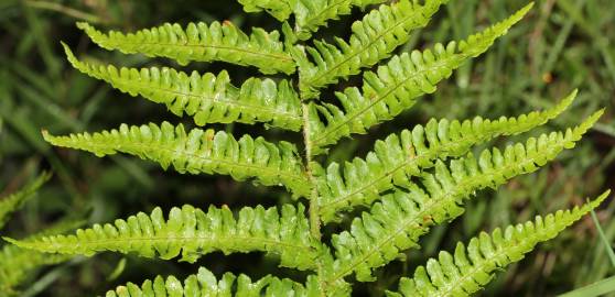 Fotografia da espécie Dryopteris oreades