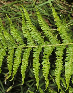 Fotografia 10 da espécie Dryopteris oreades no Jardim Botânico UTAD