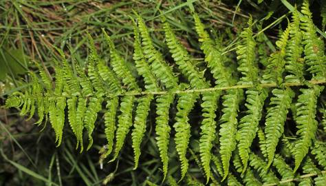 Fotografia da espécie Dryopteris oreades