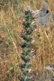 Fotografia da espécie Echium boissieri