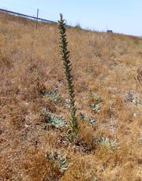 Fotografia 3 da espécie Echium boissieri no Jardim Botânico UTAD