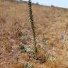 Fotografia 3 da espécie Echium boissieri do Jardim Botânico UTAD