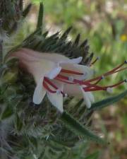 Fotografia da espécie Echium boissieri