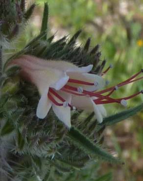Fotografia 1 da espécie Echium boissieri no Jardim Botânico UTAD