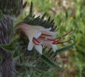 Fotografia da espécie Echium boissieri