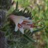 Fotografia 1 da espécie Echium boissieri do Jardim Botânico UTAD
