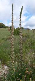 Fotografia da espécie Echium boissieri