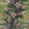 Fotografia 5 da espécie Echium boissieri do Jardim Botânico UTAD