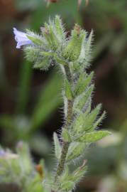 Fotografia da espécie Echium parviflorum