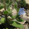 Fotografia 3 da espécie Echium parviflorum do Jardim Botânico UTAD