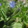 Fotografia 4 da espécie Echium parviflorum do Jardim Botânico UTAD