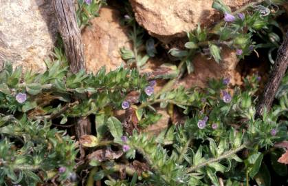 Fotografia da espécie Echium parviflorum