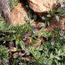 Fotografia 5 da espécie Echium parviflorum do Jardim Botânico UTAD