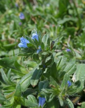 Fotografia 1 da espécie Echium parviflorum no Jardim Botânico UTAD