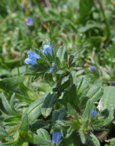 Fotografia de capa Echium parviflorum - do Jardim Botânico