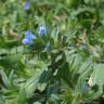 Fotografia 1 da espécie Echium parviflorum do Jardim Botânico UTAD