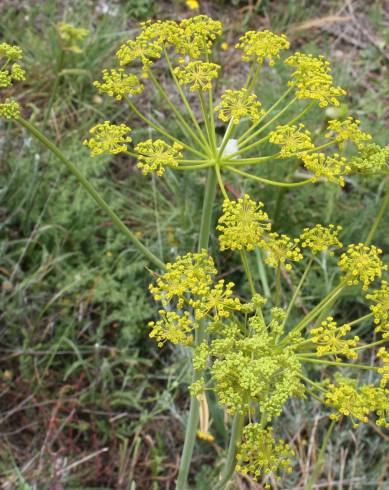 Fotografia de capa Elaeoselinum foetidum - do Jardim Botânico