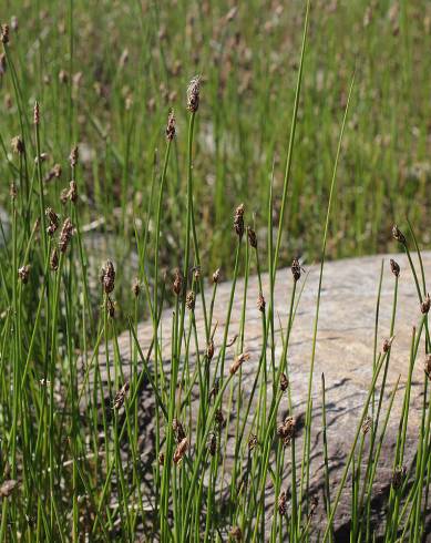 Fotografia de capa Eleocharis uniglumis - do Jardim Botânico