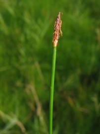 Fotografia da espécie Eleocharis uniglumis