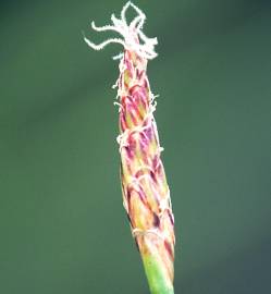 Fotografia da espécie Eleocharis multicaulis