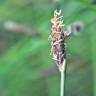 Fotografia 3 da espécie Eleocharis multicaulis do Jardim Botânico UTAD