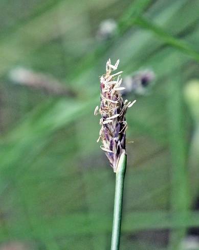 Fotografia de capa Eleocharis multicaulis - do Jardim Botânico