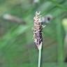 Fotografia 1 da espécie Eleocharis multicaulis do Jardim Botânico UTAD