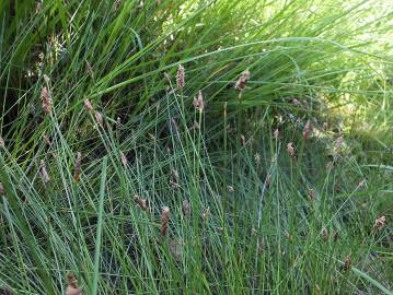 Fotografia da espécie Eleocharis multicaulis